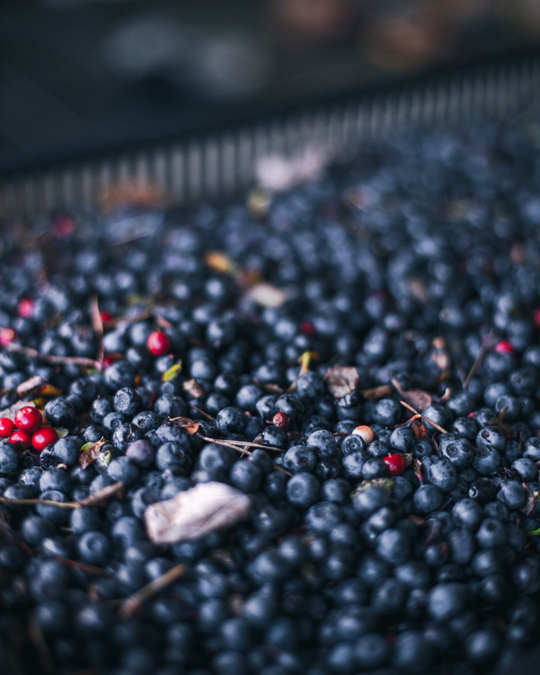 The Story Behind Polarica's Blueberries: A Journey from Forest to Table - featured image