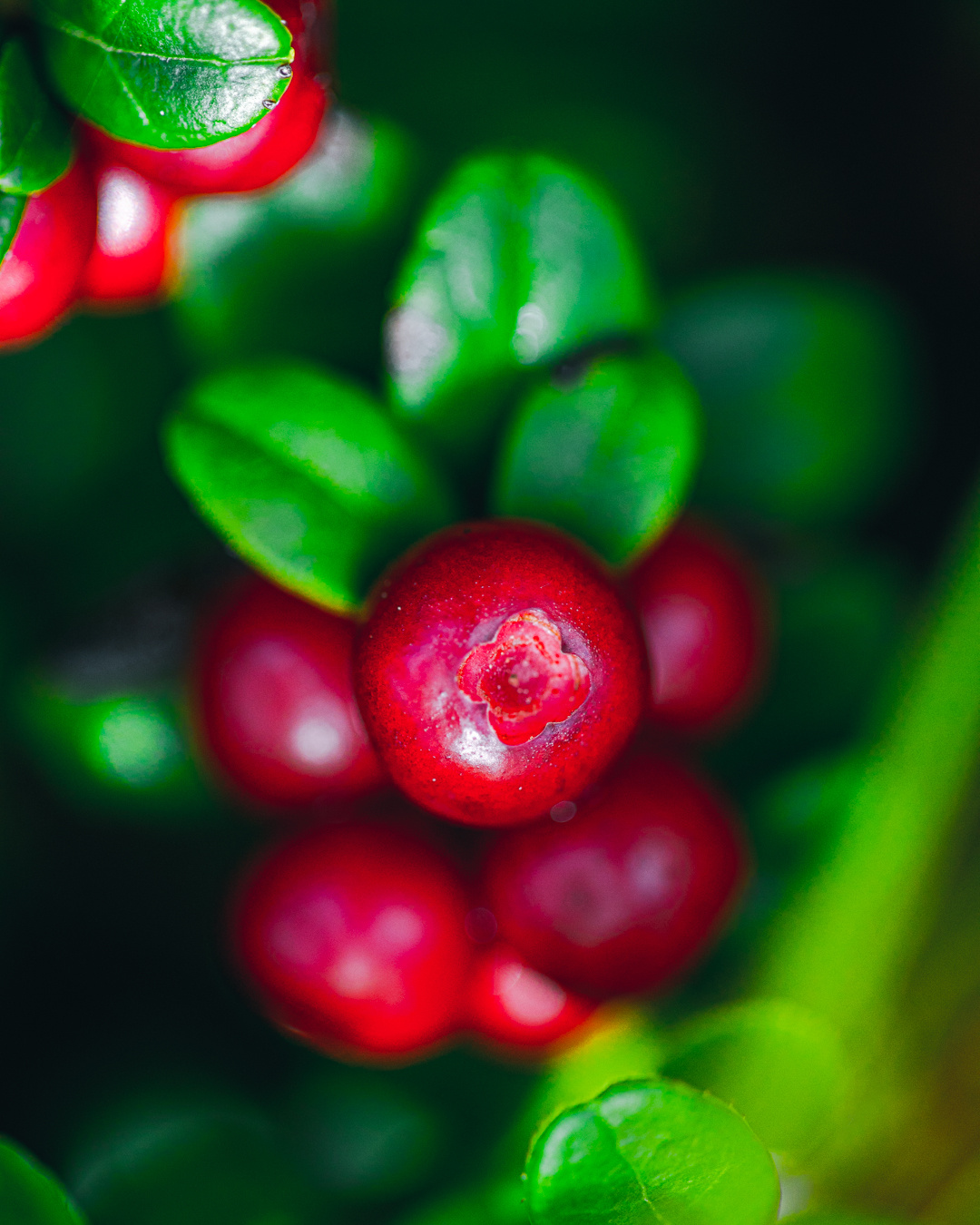 The Ultimate Super-Berry: Lingonberry - featured image