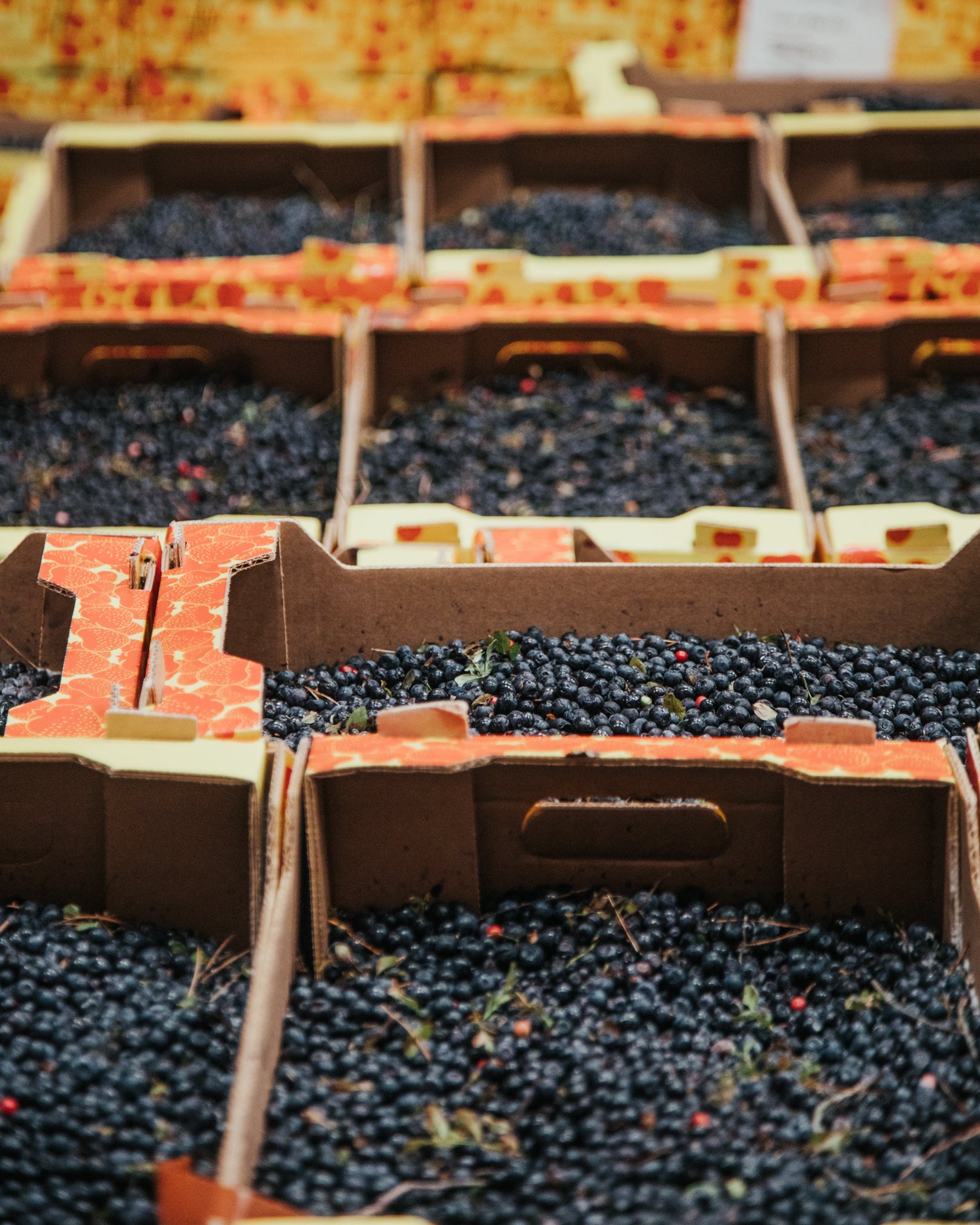 Challenging Fresh Berry Season in Poland - featured image